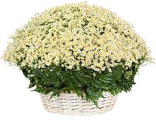 Цветочная композиция из Ромашки в корзине #REPLACE_PRED# Айдарово